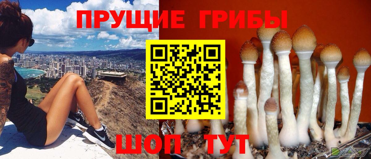 Псилоцибиновые грибы мицелий  Вход с VPN  Братск 